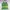 Paisley Floral Gradiation Green Halter Cami Top (S)