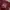 Patagonia Vintage T-shirt Pria Burgundy