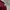 Patagonia Vintage T-shirt Pria burgundy photo 4