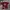 Patagonia Vintage T-shirt Pria burgundy photo 1
