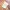 Cargopants Lev’is Colors Crem  photo 3