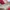 Manolo Blahnik Hangisi 90 Satin Pumps With Jewelry Red Heels photo 4