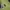 C.P. Company Casual T-shirt Pria green khaki photo 4