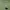 C.P. Company Casual T-shirt Pria green khaki photo 1