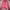 Cardigan Square Pink 