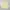 Vintage Polo Ralph Lauren Butter Yellow Button Down Shirt photo 1