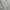 Adidas Tango Men’s Windbreaker White photo 10