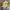 Vanss Authentic Yellow photo 4