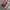 Converseee Ct70s Low Red photo 3
