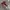 Converseee Ct70s Low Red photo 2