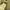 Minimalist Casual Windbreaker Pria gold photo 5