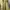 Minimalist Casual Windbreaker Pria gold photo 6