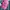 Corning Ford Pink Cap photo 4