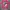 Betty Boop Pink T shirt  photo 1