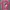 Betty Boop Pink T Shirt 