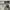 SIGNATURE BY LEVI'S CARGO SHORT  photo 4