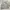 SIGNATURE BY LEVI'S CARGO SHORT  photo 2