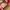 Vans Authentic Classic OG Red Chilli photo 7