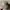 Vintage military japanese comando hat army photo 2