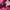 Nike Streetwear Sportswear Hoody Pria pink photo 2