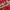 MLB Streetwear Windbreaker Pria red photo 3