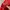 MLB Streetwear Windbreaker Pria red photo 7