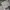 Dickies Casual Formal shirt Pria white green photo 1