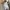 subdued wings pants - po china  photo 1