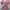 Vintage Casual dress Wanita pink photo 1