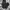 Dickies genuine black photo 1