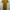 Minimalist Casual dress Wanita yellow photo 1