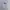 Billabong Casual Sportswear Hoody Pria white photo 1