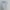 Billabong Casual Sportswear Hoody Pria white photo 3