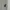 Kangol Casual Polo shirt Pria white photo 3