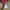 Bando Minnie Mouse Original Disneyland photo 2