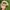Vintage Hat Pria cream photo 4