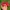 Vintage Hat Pria red photo 4
