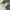 Anachronorm chino green photo 5