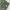 Anachronorm chino green photo 3