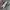 Converseee CT70s High Light Grey photo 4