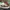 VANS autentic 44 DX OG leopard photo 2