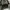 VANS autentic 44 DX OG leopard photo 5