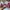 Flynn Lip Korea - Addiction Velvet Tint 104 photo 1