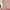 Monogram Voile Square - Wild Rose Regular Buttonscarves photo 6