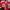Vintage Streetwear Windbreaker Pria tan red photo 8