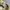 Celana panjang Long Pants Outdoor Olzen khaki photo 4