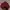 maroon denim jacket boxy photo 1