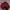 Maroon Denim Jacket Boxy