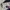 Celana Dickies Cargo - Slim Straight photo 7