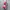 Y2K Japanese Copain Women Multicolour T-shirt photo 4